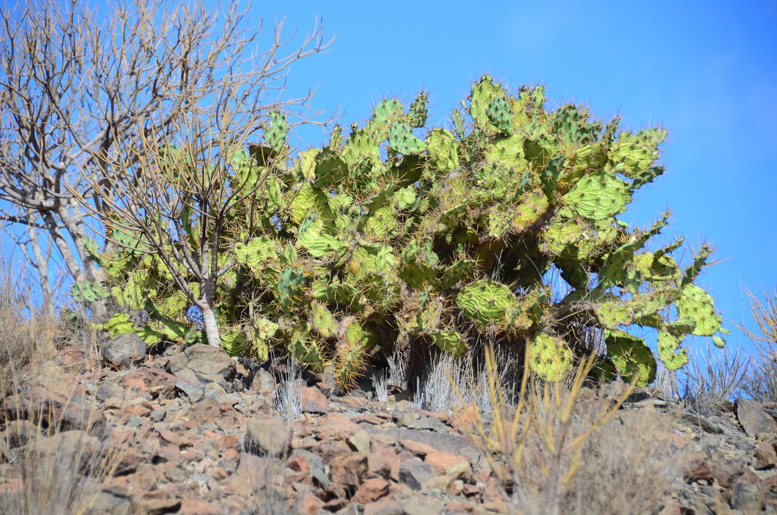 Gran Canaria, Playa del Cura, Mogan, Tejeda, Artenara