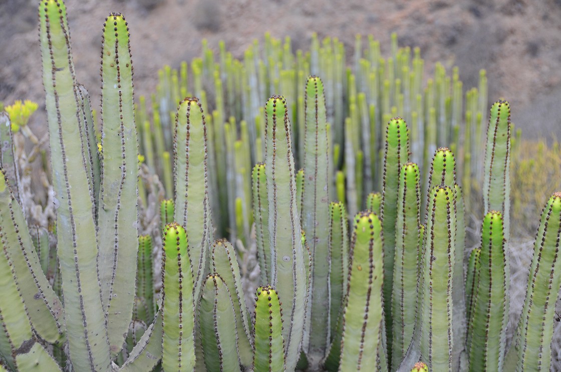 Gran Canaria, Playa del Cura, Mogan, Tejeda, Artenara