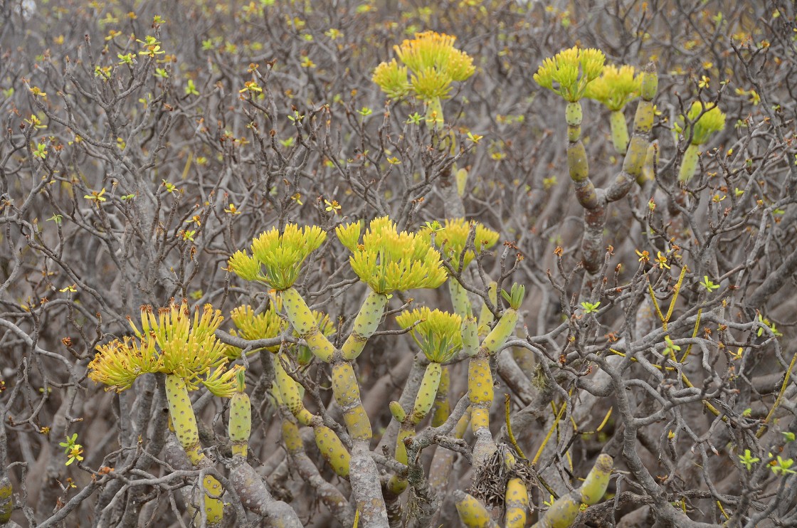 Gran Canaria, Playa del Cura, Mogan, Tejeda, Artenara