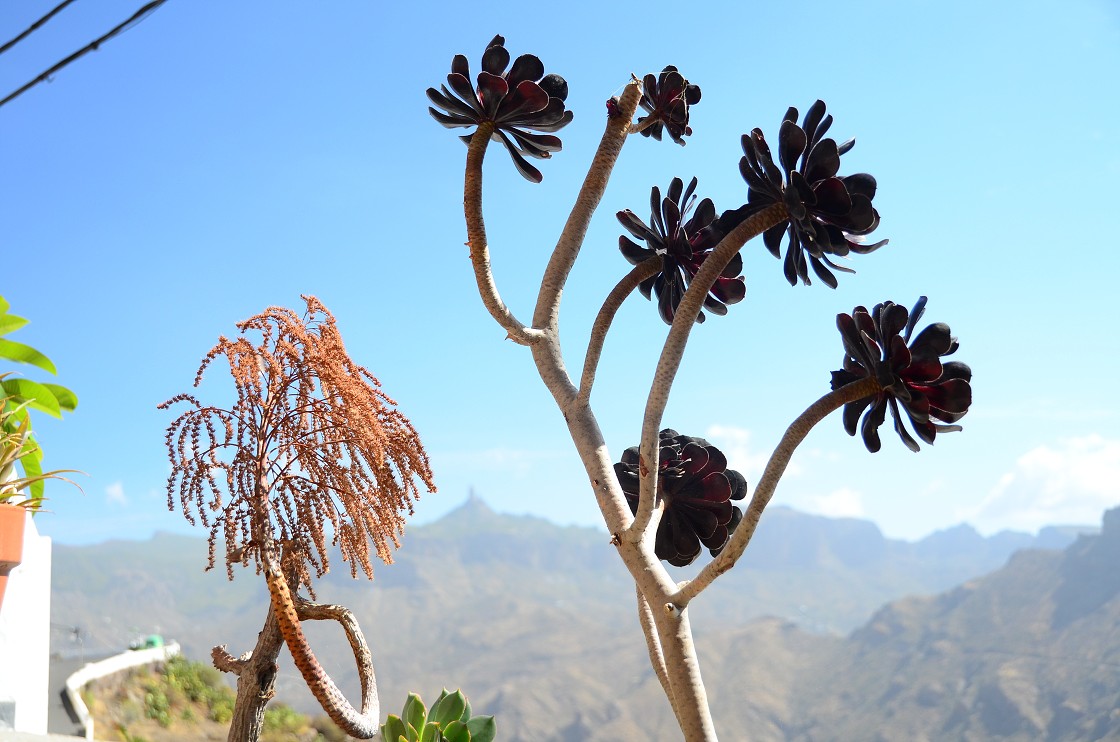 Gran Canaria, Playa del Cura, Mogan, Tejeda, Artenara