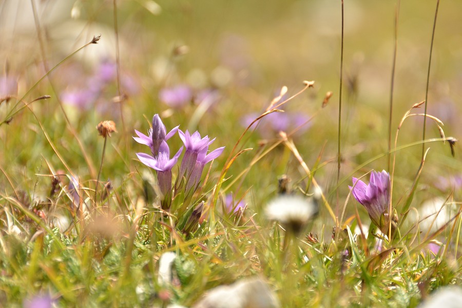 Dolomity 2012