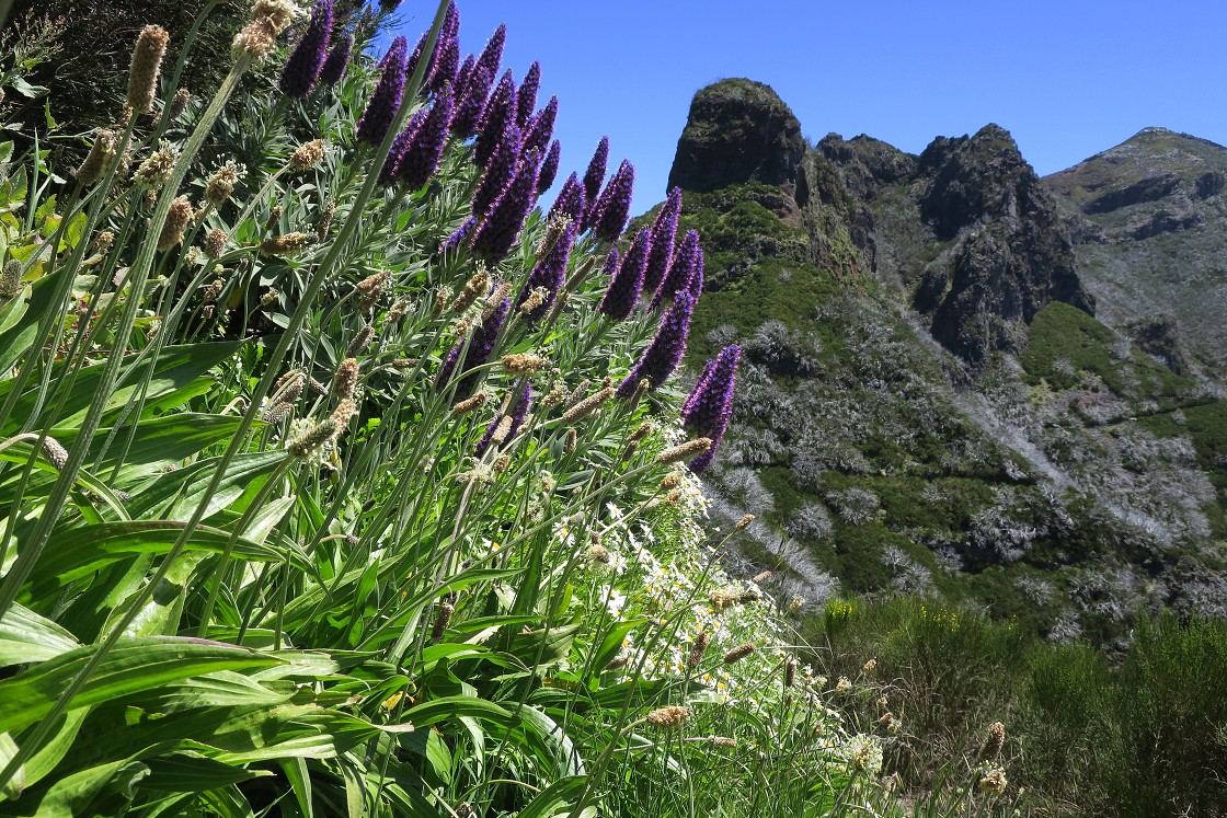 Madeira 2019