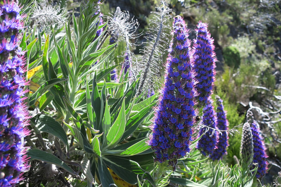 Madeira 2019