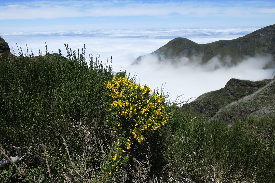 Madeira 2019