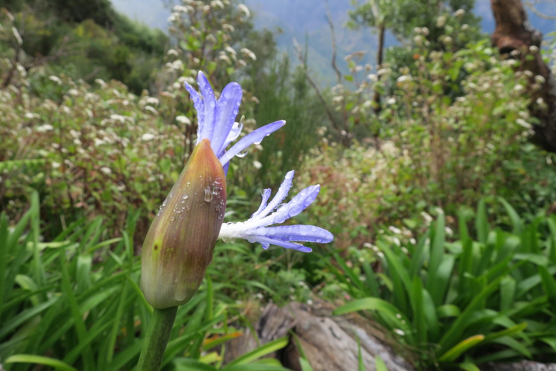 Madeira 2019