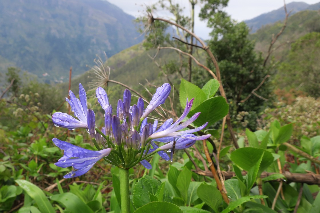 Madeira 2019