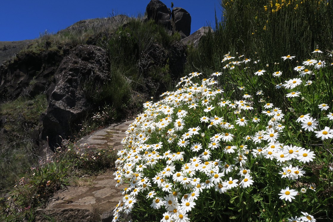 Madeira 2019