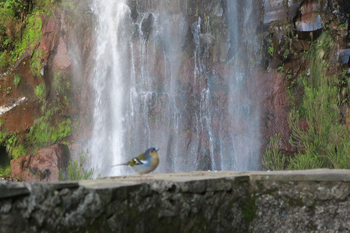 Madeira 2019