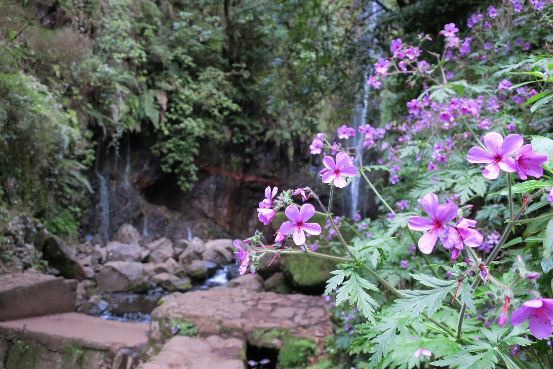 Madeira 2019