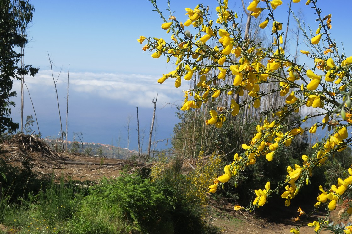 Madeira 2019