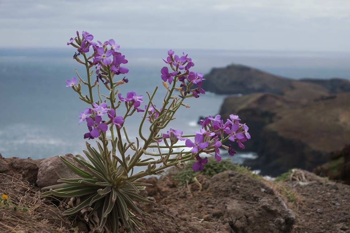 Madeira 2019