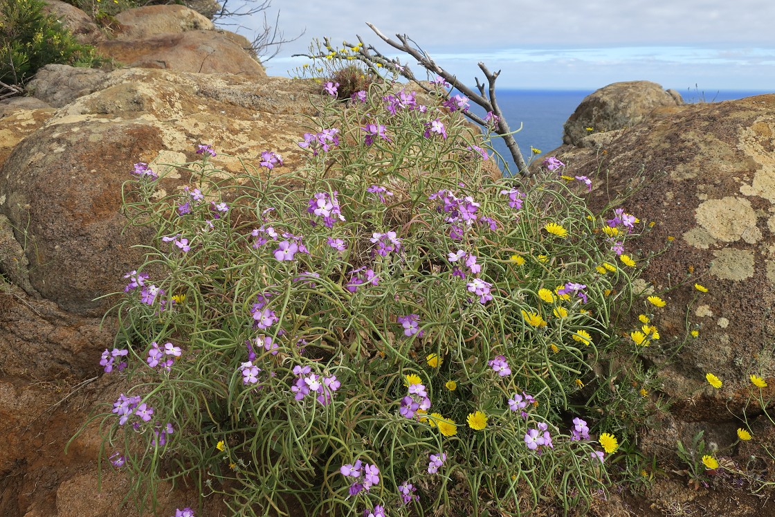 Madeira 2019