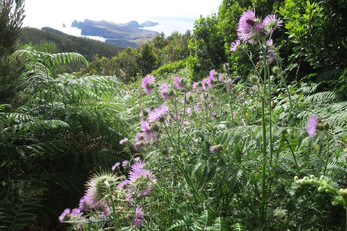 Madeira 2019