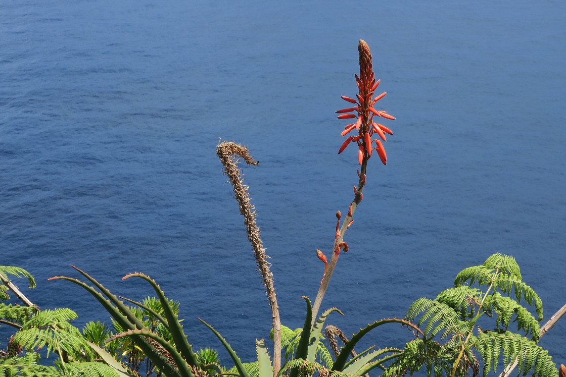 Madeira 2019