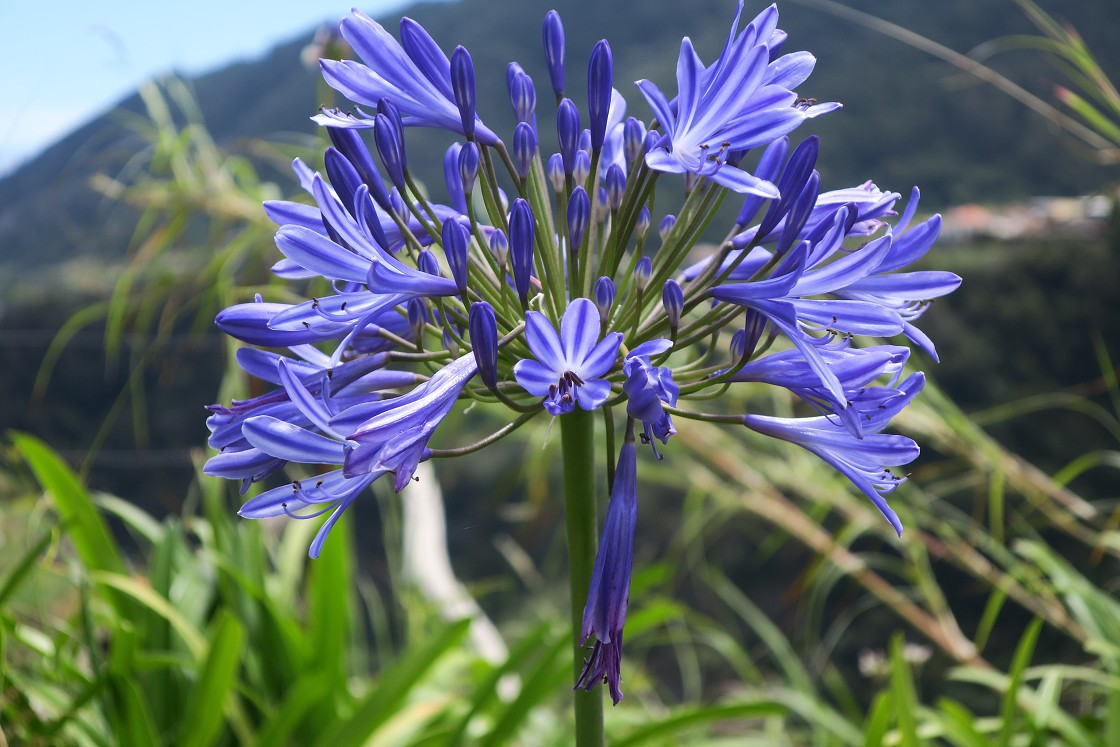 Madeira 2019