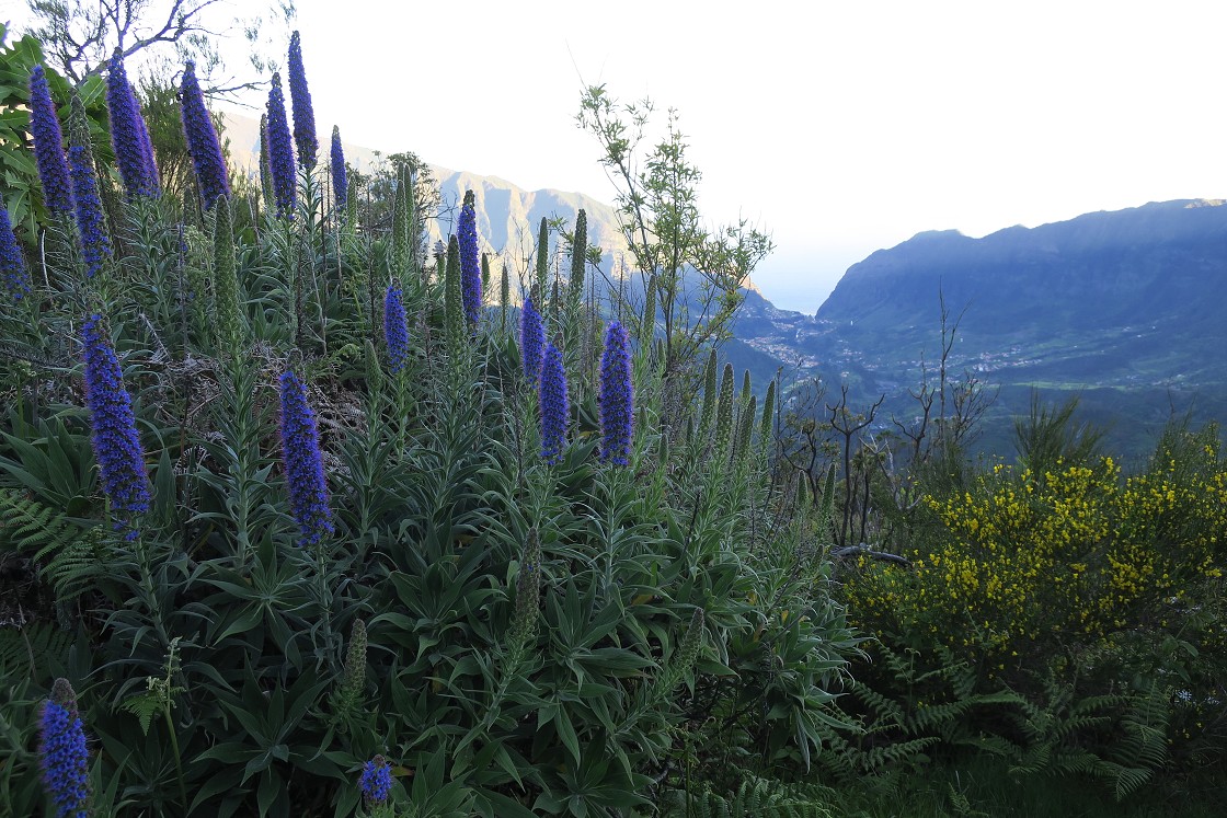 Madeira 2019