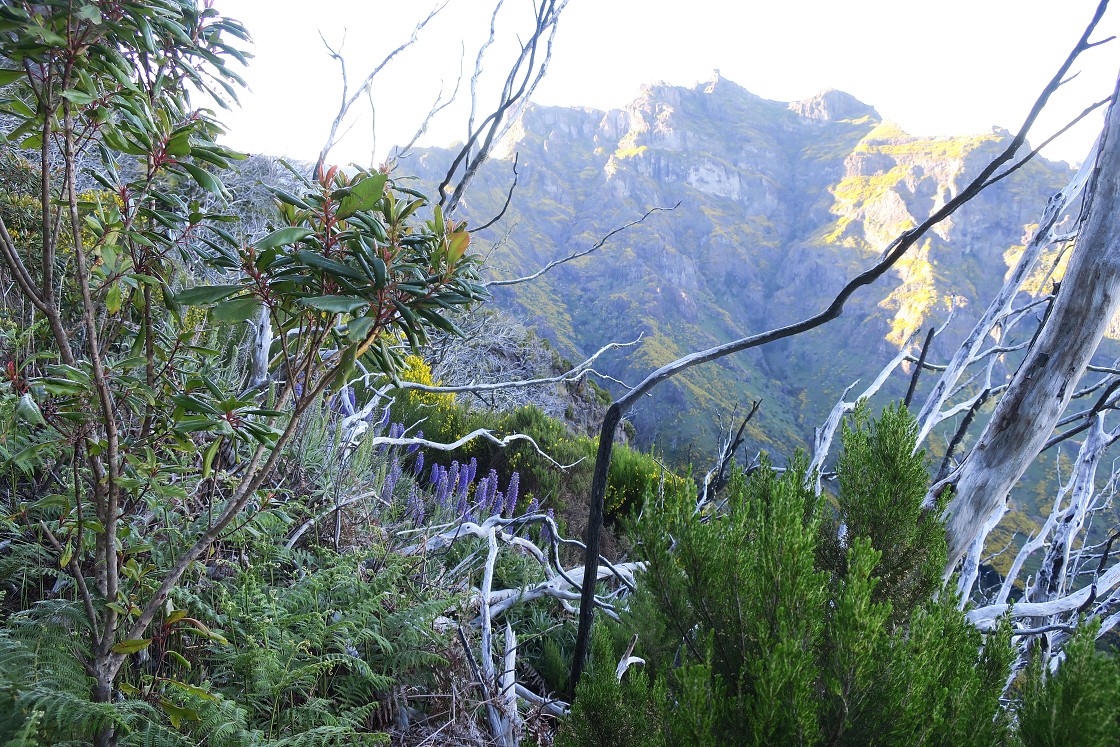 Madeira 2019