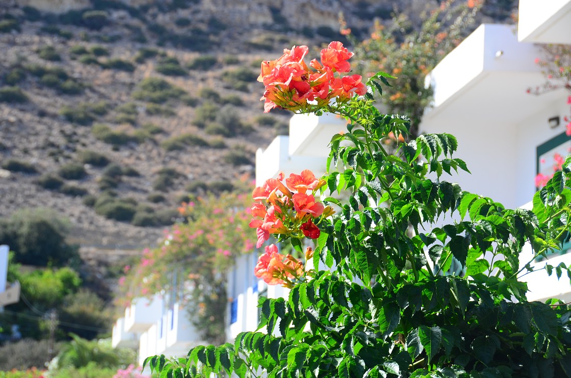 Mátala, Red beach, Zafiria, The Lions restaurant, 