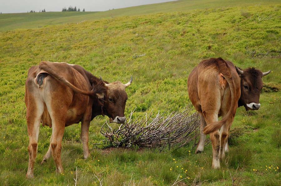 Ukrajina - Dubové 2008