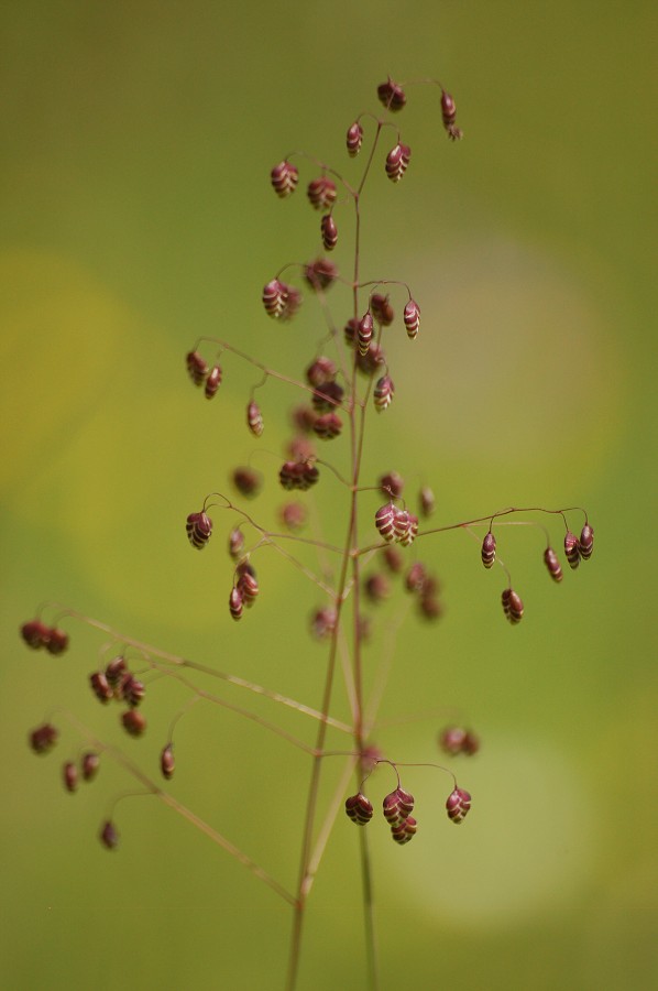 Ukrajina - Dubové 2008