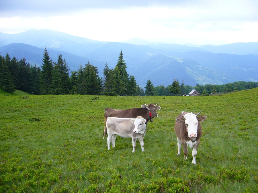 Ukrajina - Dubové 2008