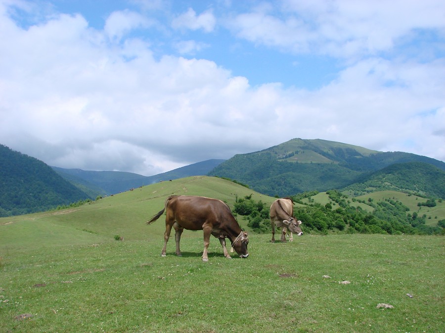 Ukrajina - Dubové 2008